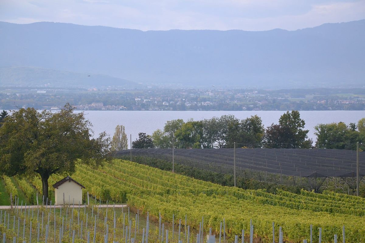 Rebberge bei Anières