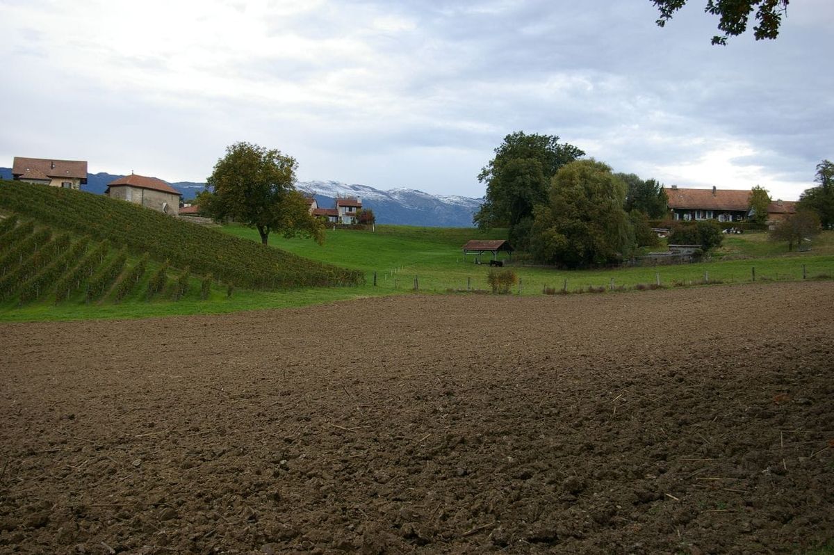 Landwirtschaftliche Landschaft bei Avusy