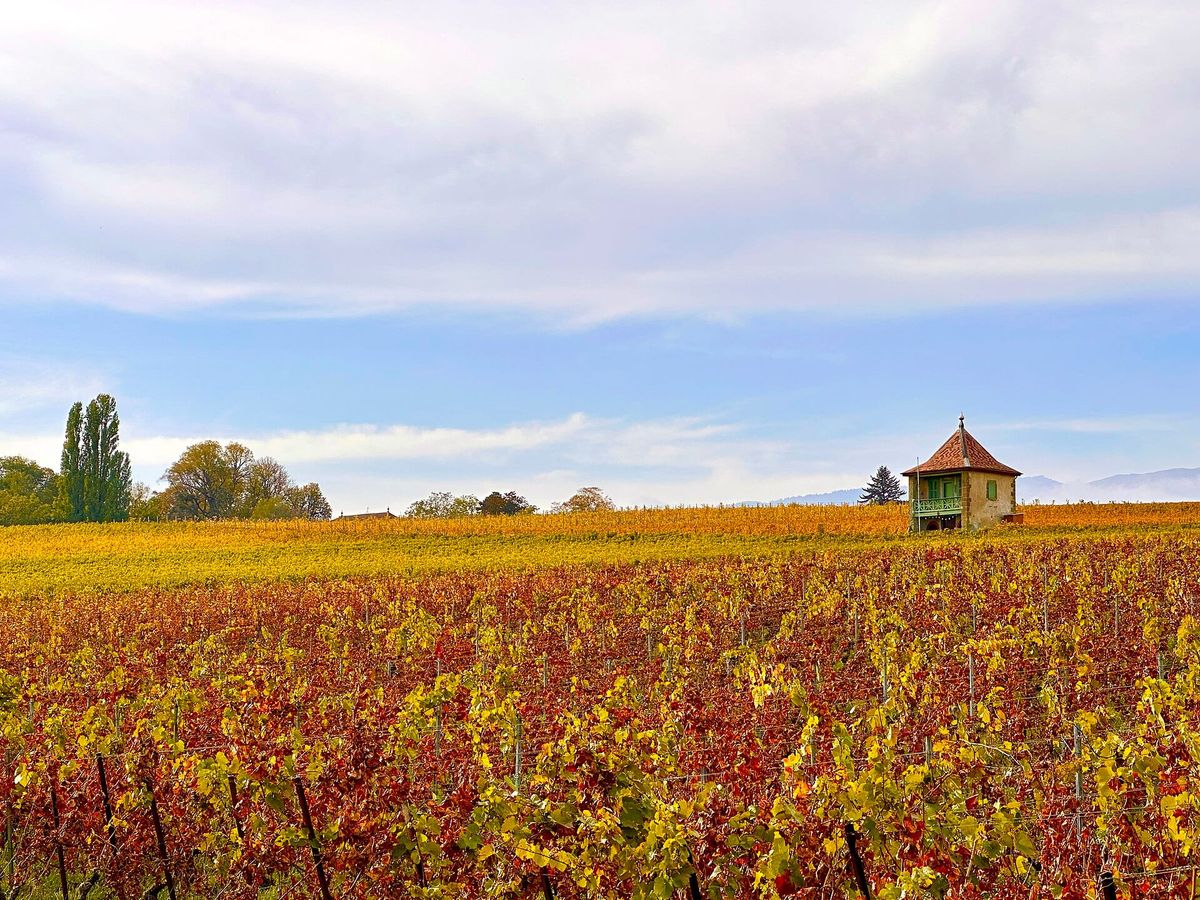 Rebberge bei Bourdigny im Herbst
