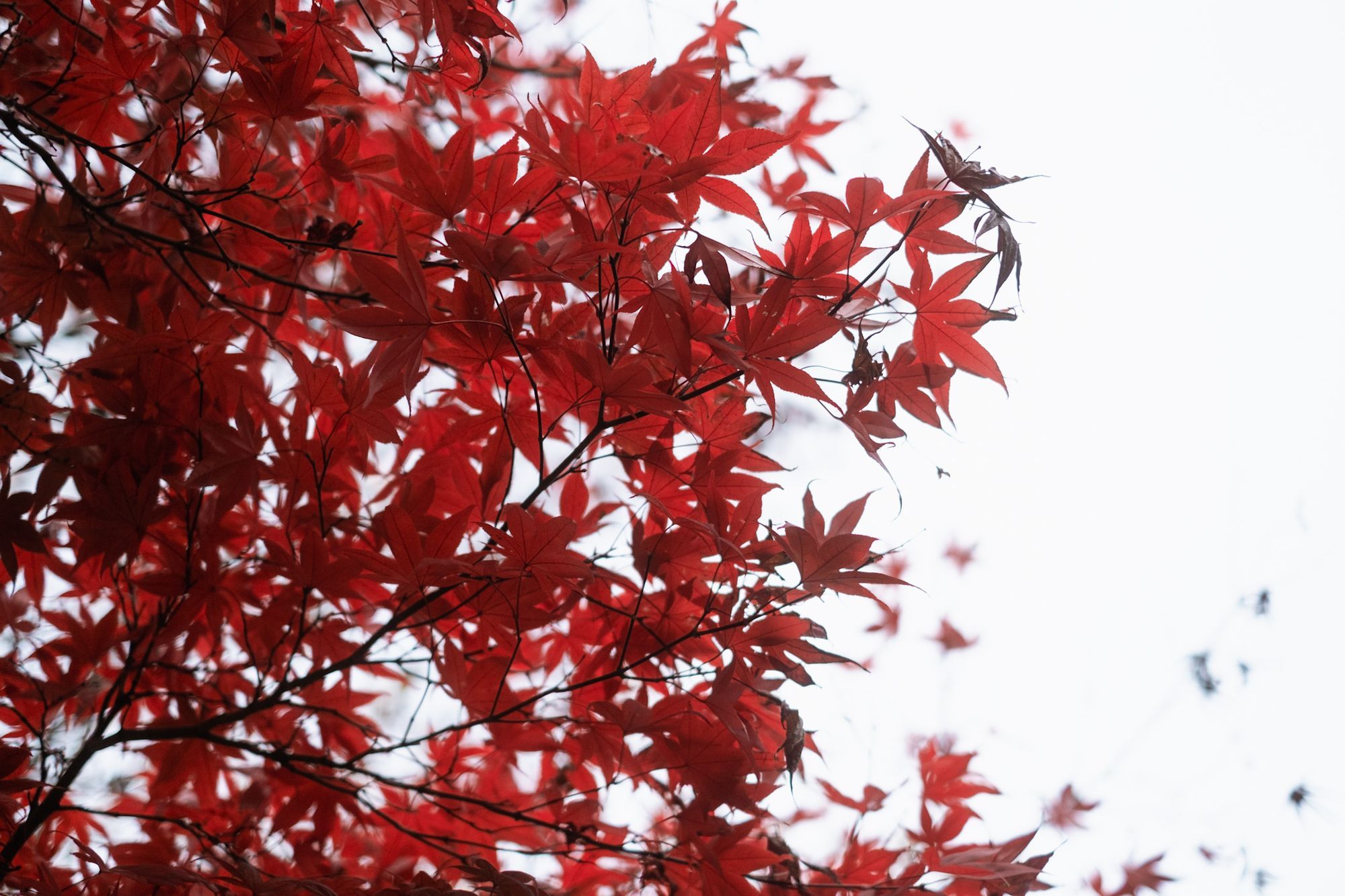#015 - 紅葉前線とともに訪れるブラックフライデー／買ったもの・気になるもの・おすすめなど約30選