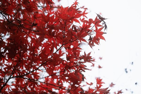 #015 - 紅葉前線とともに訪れるブラックフライデー／買ったもの・気になるもの・おすすめなど約30選