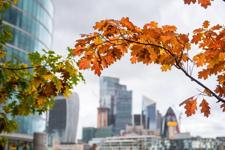 A photograph of London's City district shown blurred in the background of tree branch with leaves in autumnal brown, yellow, orange, and green