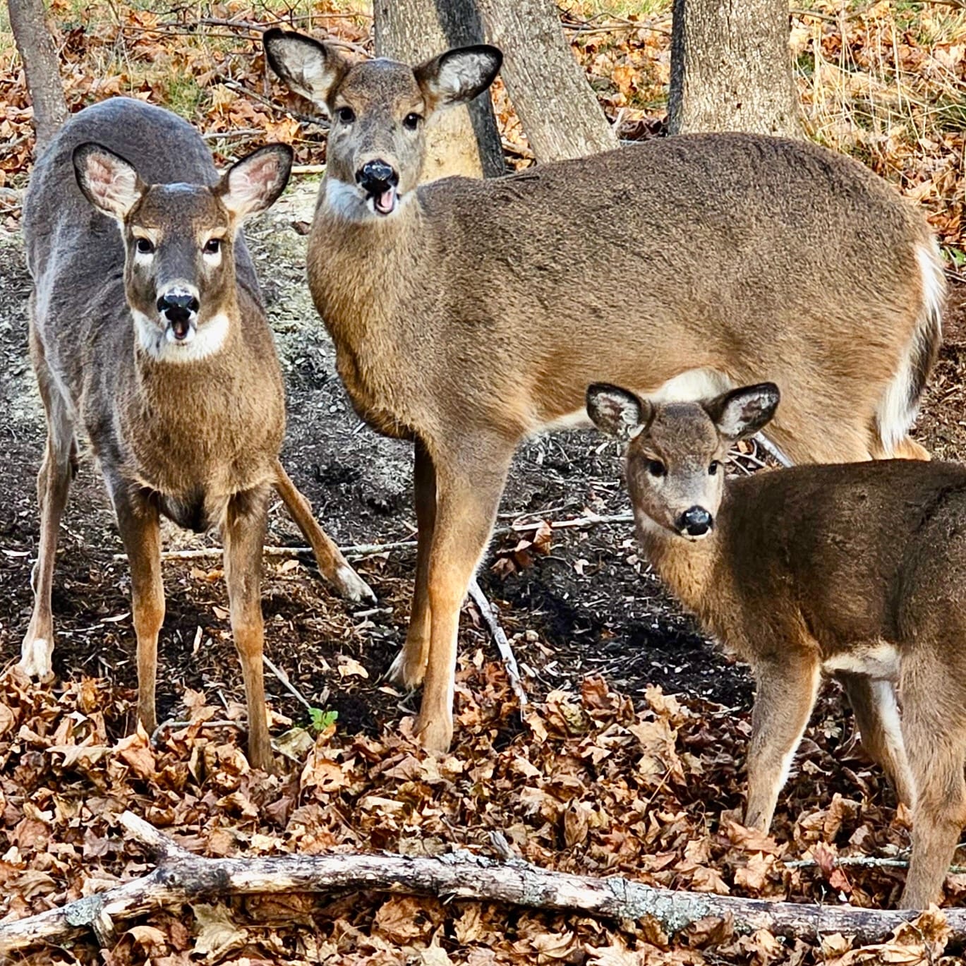 Machias Officials Considering Ways to Reduce Deer Presence Downtown