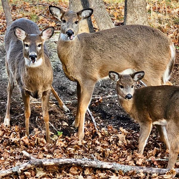 Machias Officials Considering Ways to Reduce Deer Presence Downtown