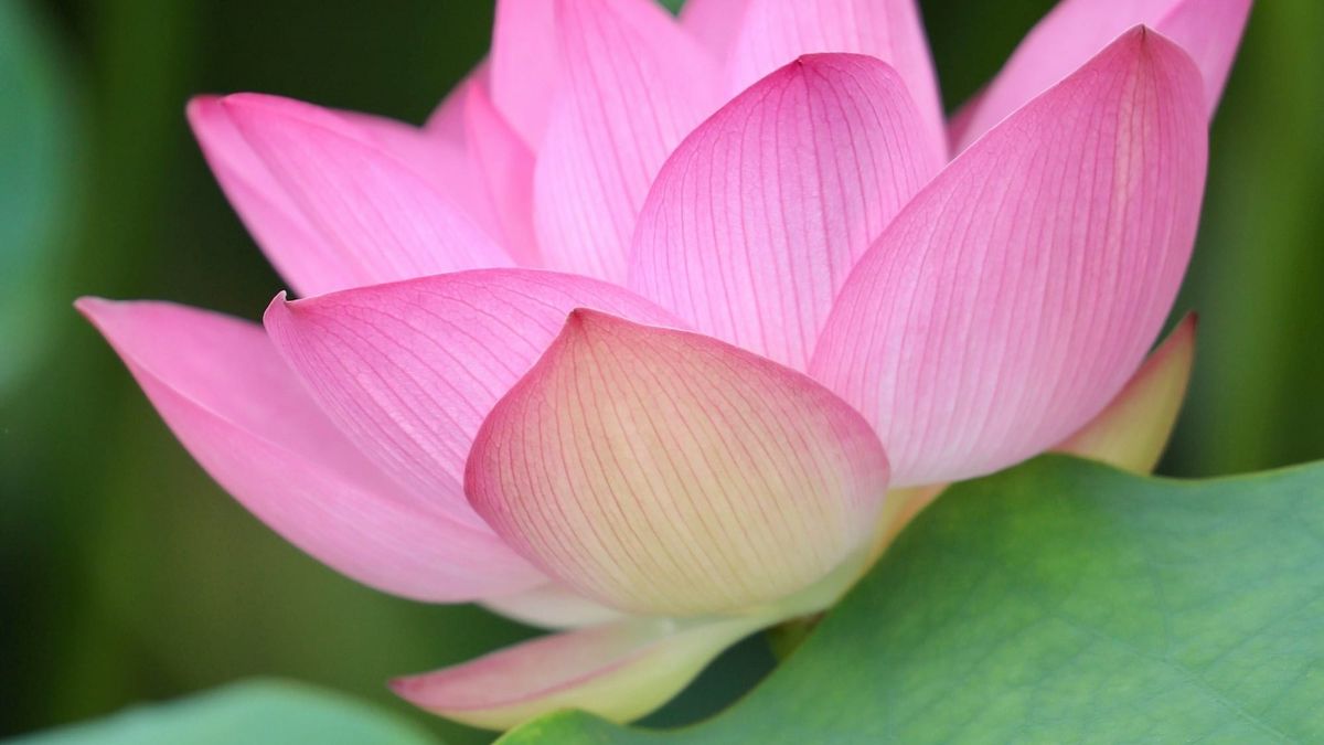 Pure Name Buddha and Dragon Buddha Philosophy