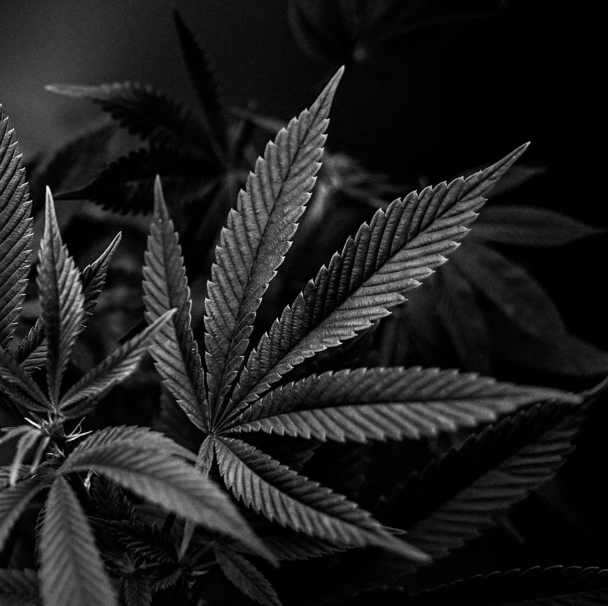 Favourite Strains