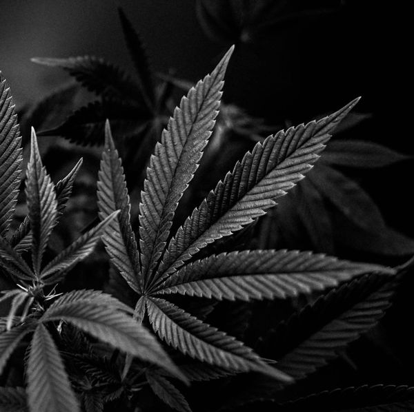 Favourite Strains