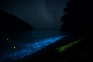 Nature's Nightlights: The Folklore and Science of Bioluminescence-cover