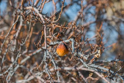 There is a story about a fig tree in Matthew where Jesus is cursing the fig tree and it is very confusing. Would you explain the context and significance of this story?