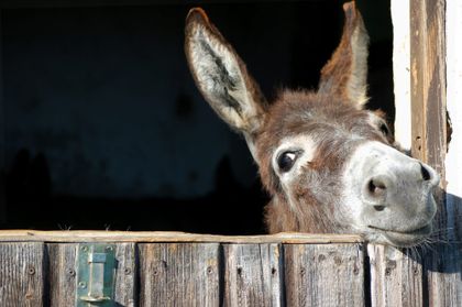 Before You Blame the Donkey