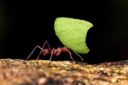 The ant has better time management than you and me