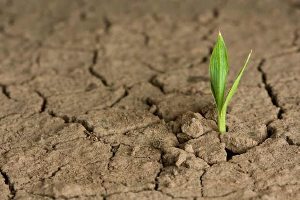 Hope in Dry Places