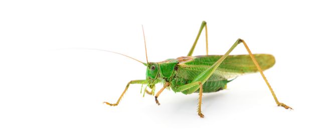 The Grasshopper Problem