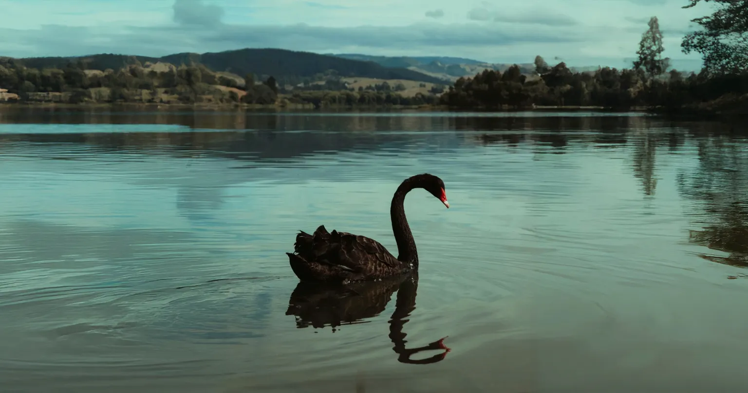 In Fear of a Black Swan