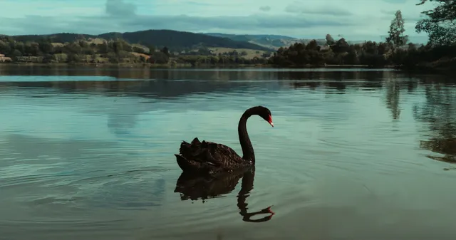 In Fear of a Black Swan