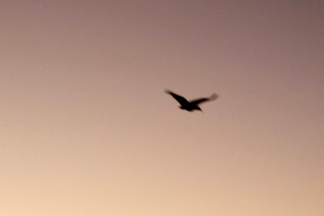 Free Bird, Yeah！