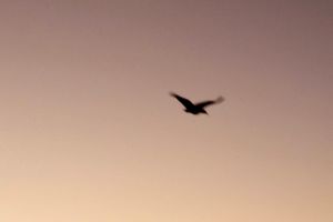 Free Bird, Yeah！