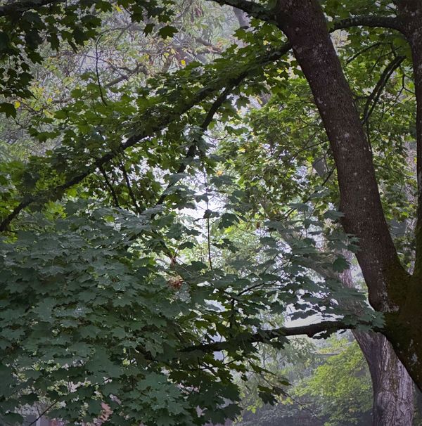 Refocusing on one thing