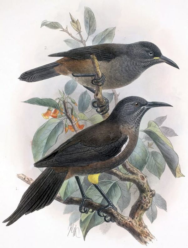 The Kaua'i ō'ō bird