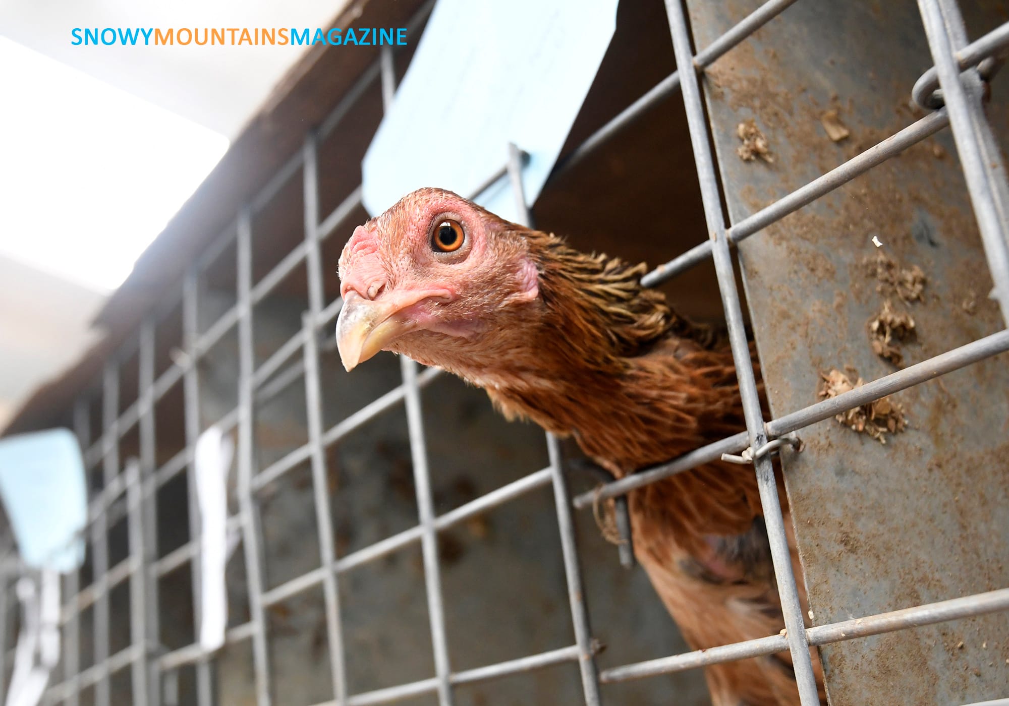 Even the chooks were keen to see what was in the chook pen.