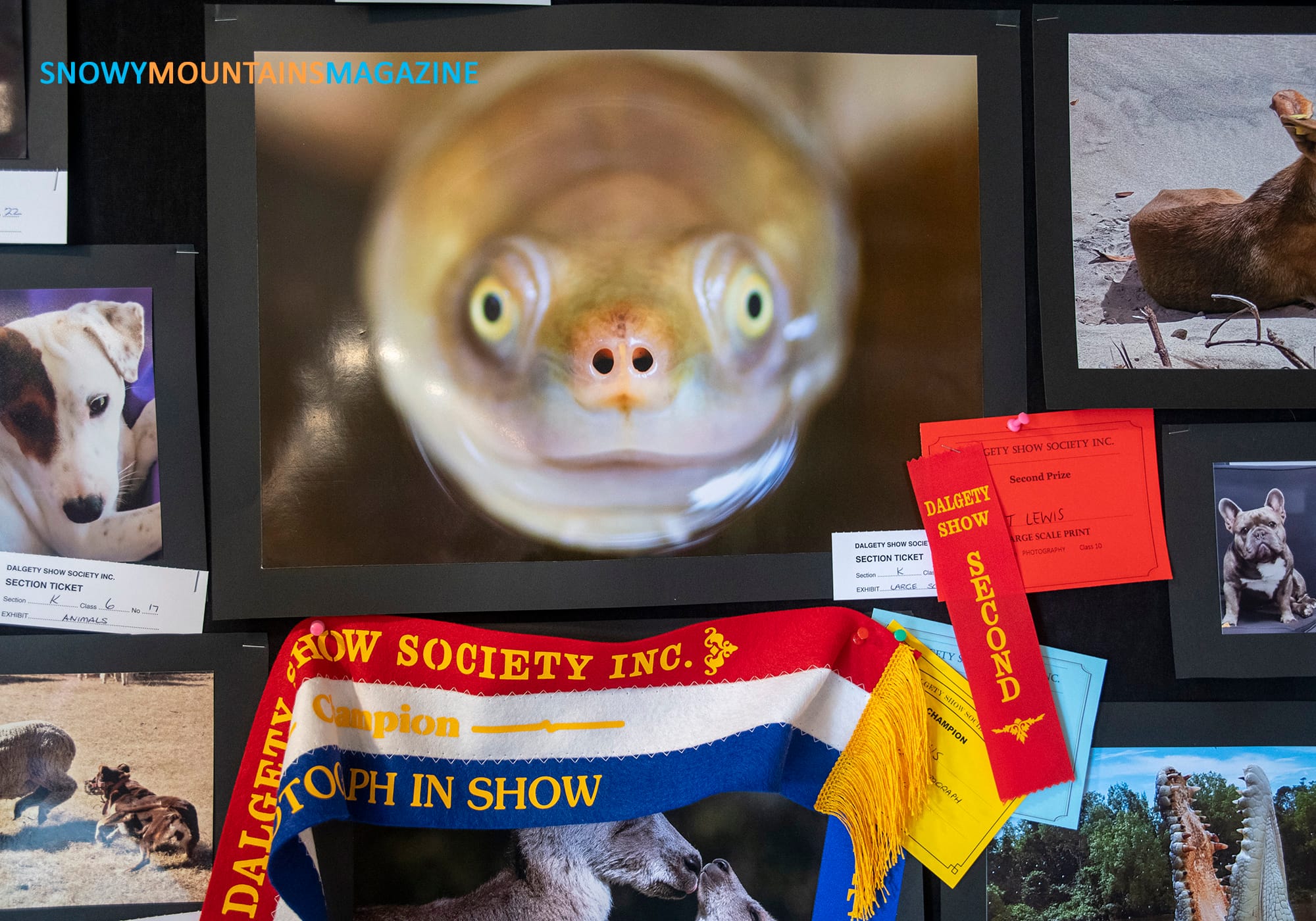 Interesting pictures submitted for the photography awards.