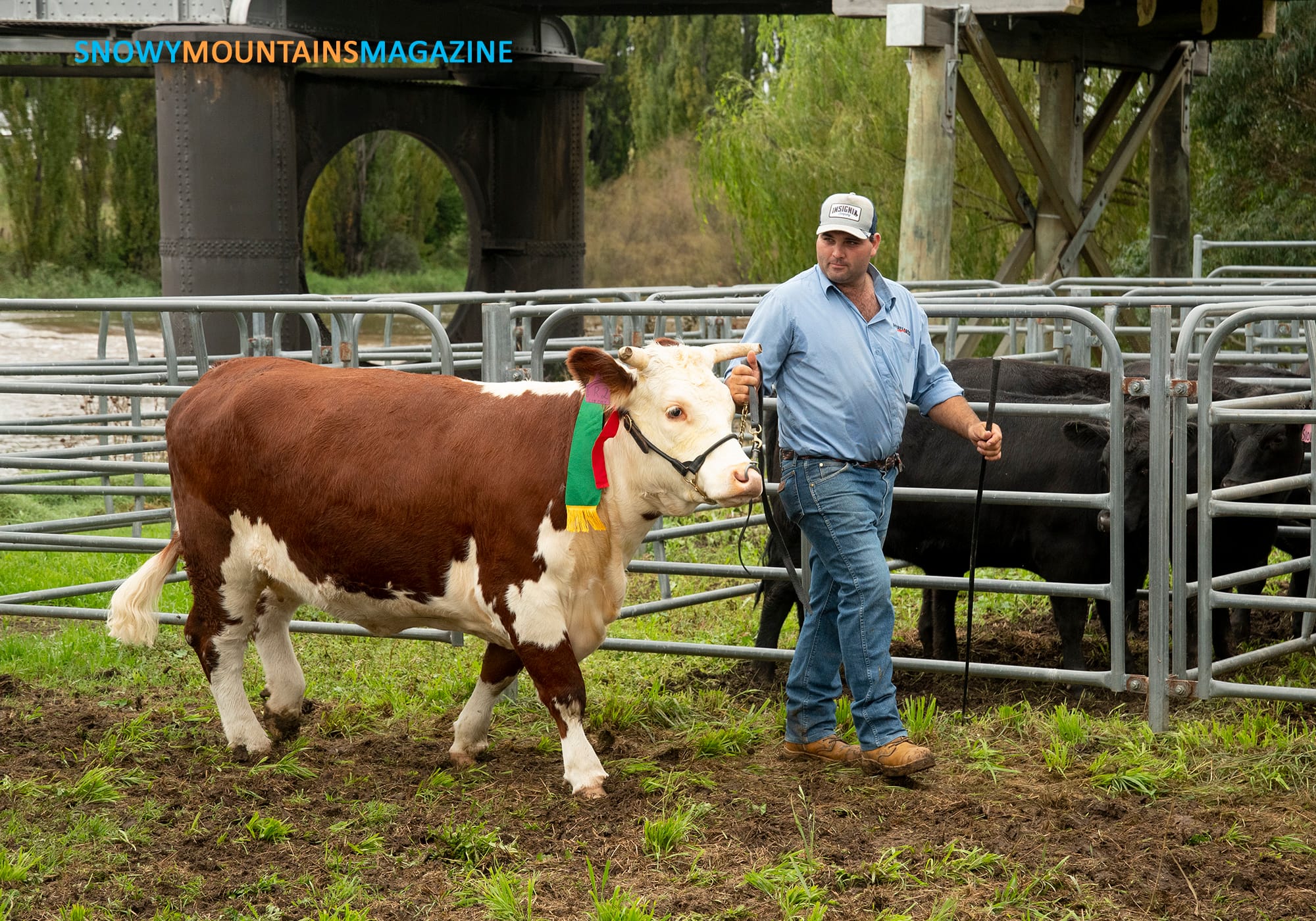 Greg Alcock from Bungarby leading his entrant in the ring.