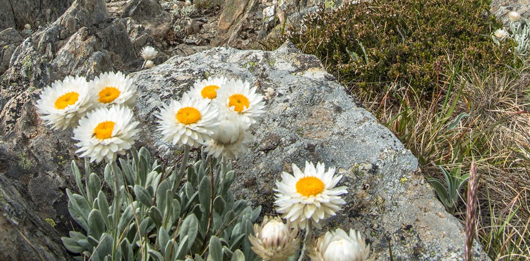 Alpine Sunrays basking in the alpine sun.