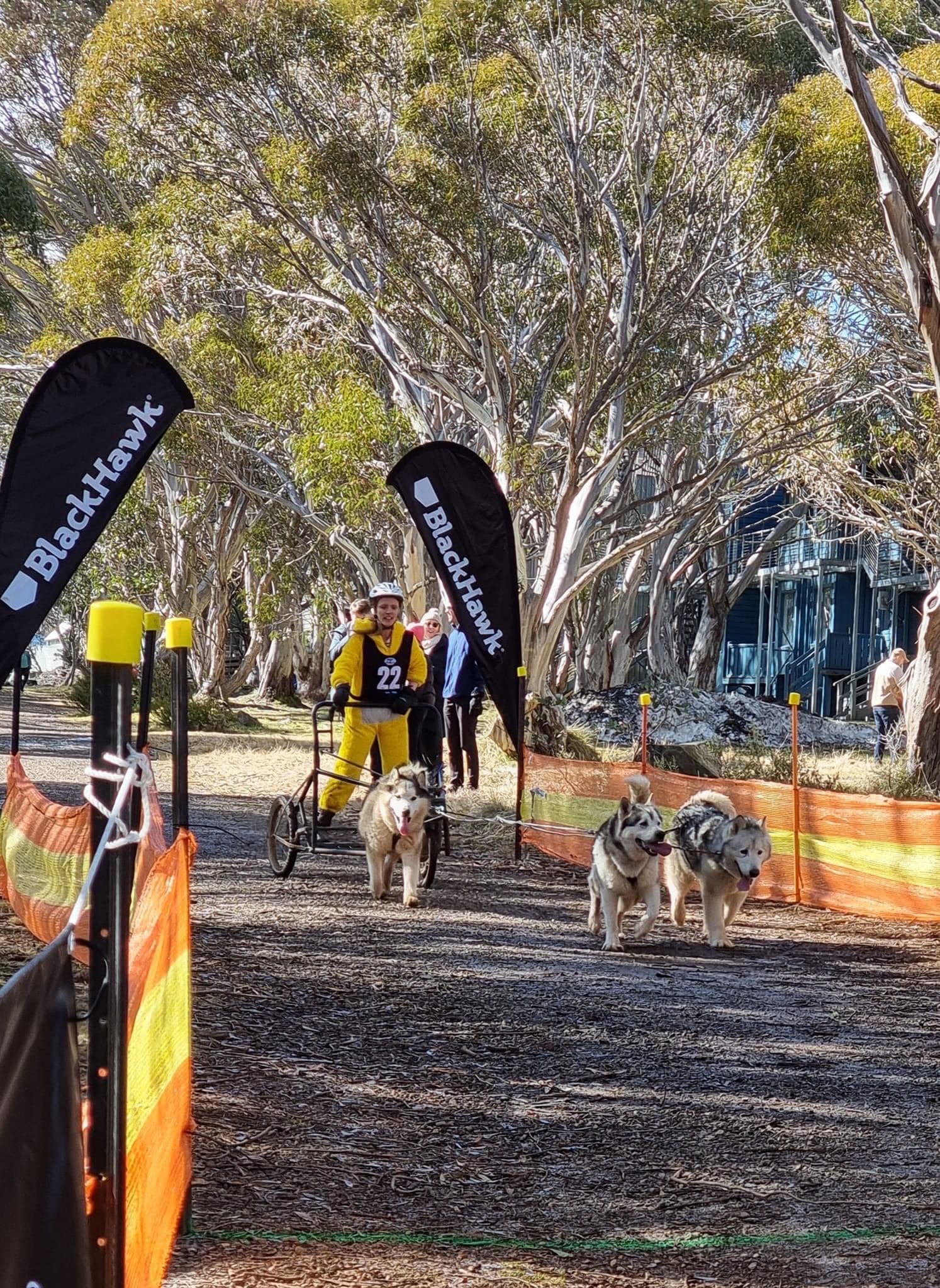 IN THE SPRINT: Vanessa Joy (Victoria)&nbsp;in the three dog race. 
