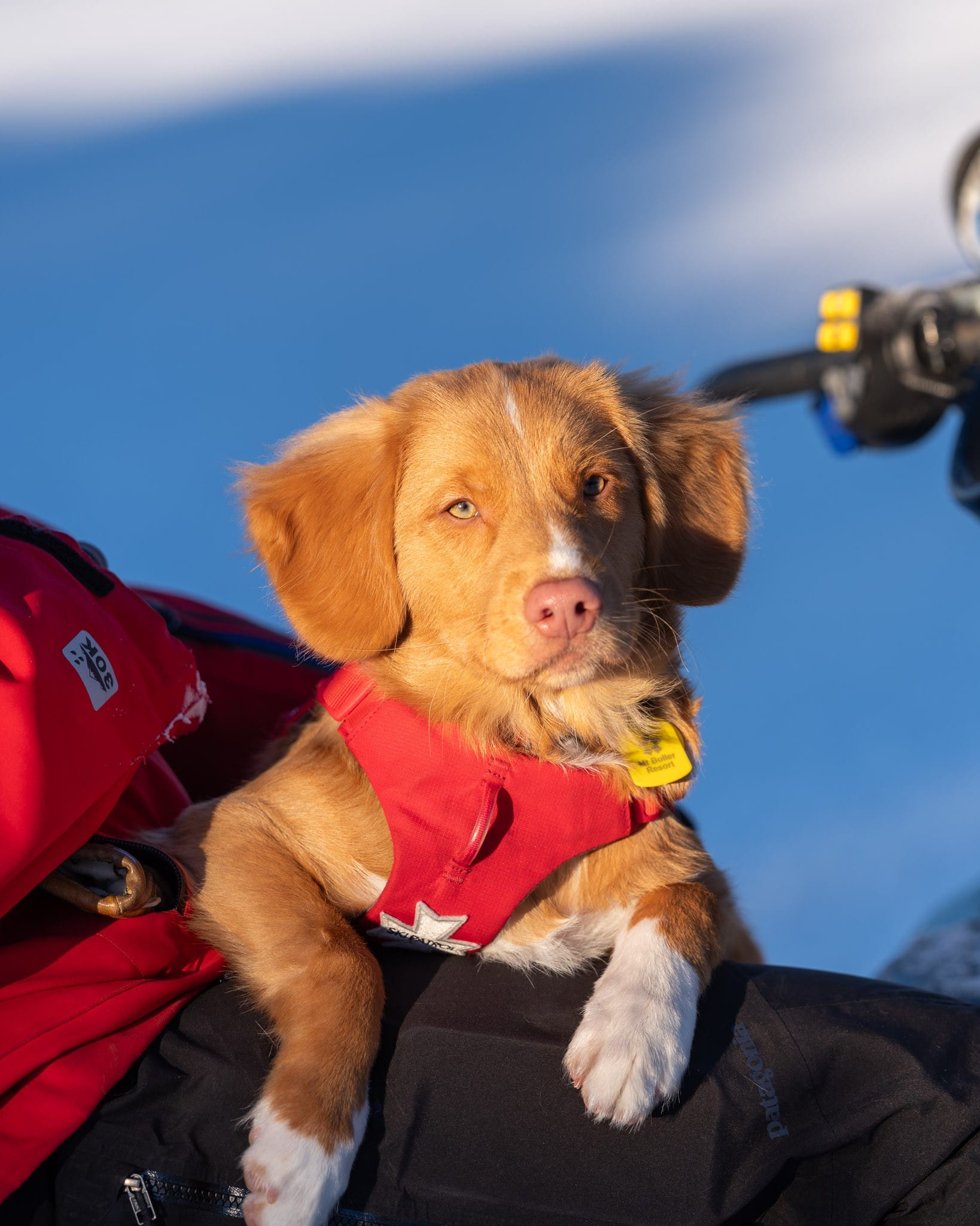 VERY LITTLE: An eight week old Chilli relaxing at home.