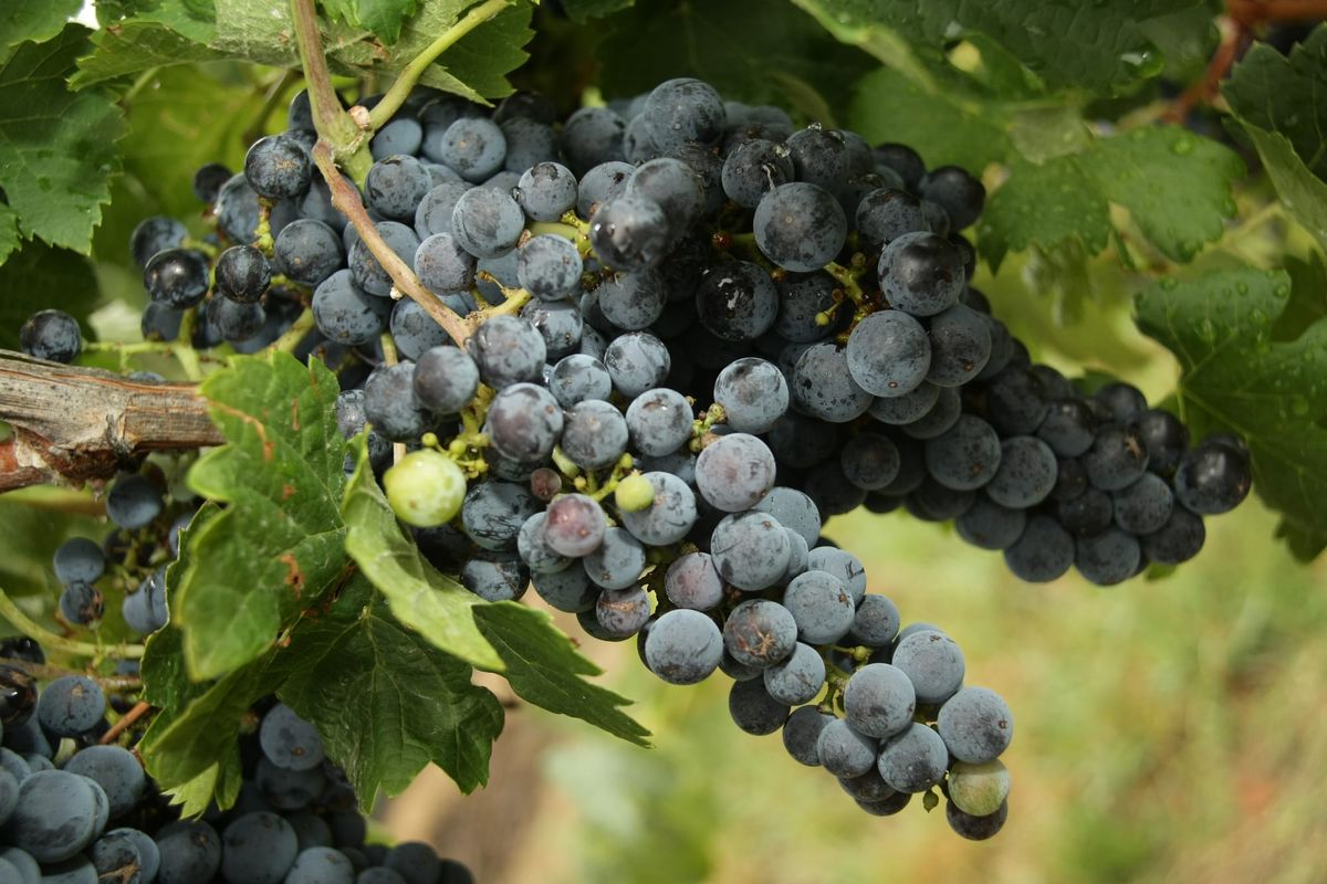 Milawa/King Valley Post feature image