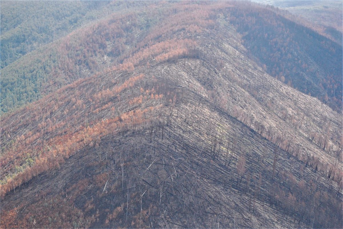 Vital project underway to restore Alpine Ash forest Post feature image