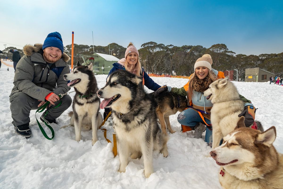 Dinner Plain Sled Dog Sprint returns, with more this year Post feature image
