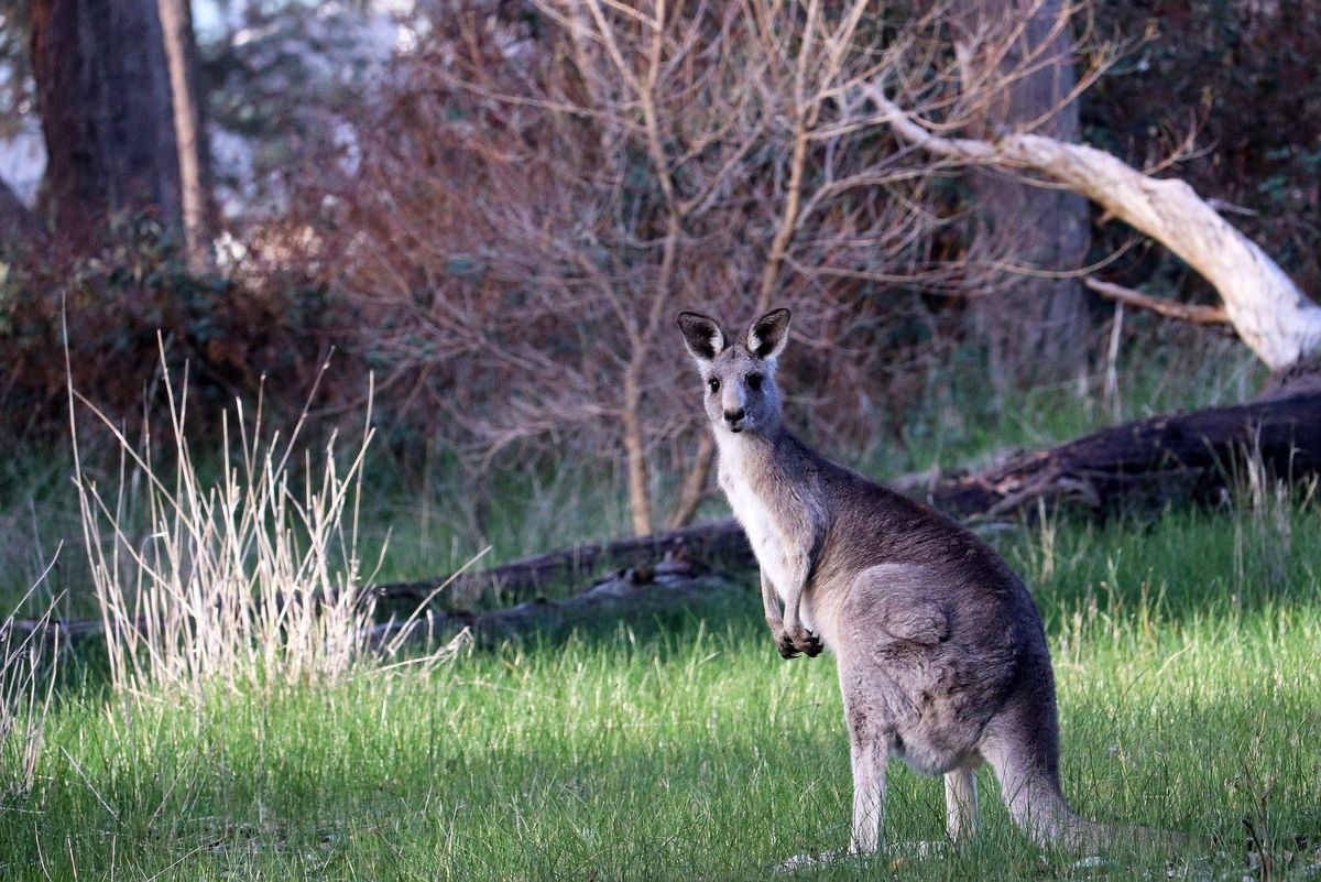 Tips for visiting parks and reserves Post feature image