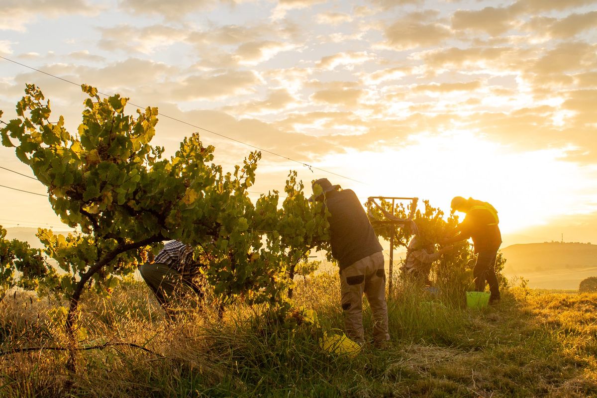 End of harvest celebrated with festival Post feature image