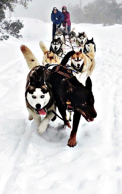 Sled dog operators call for help Post feature image