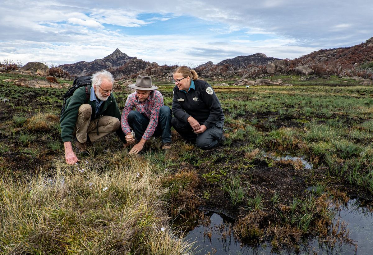 Parks safeguard threatened plants on Buffalo Post feature image