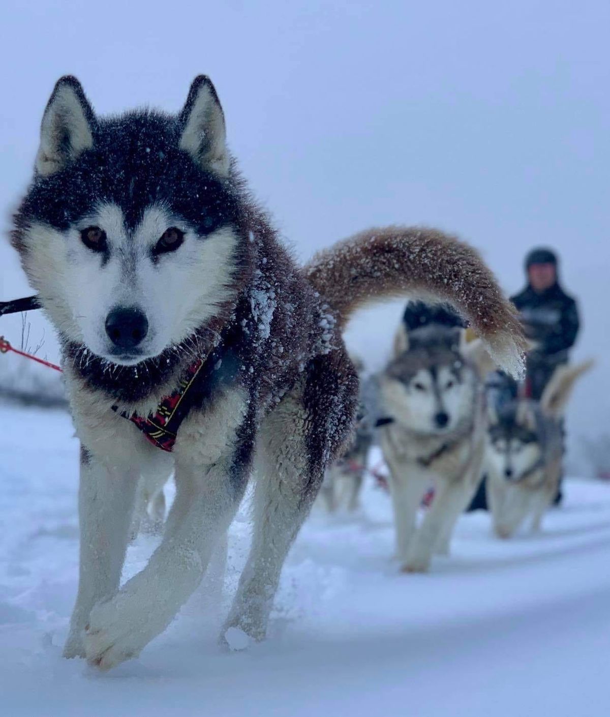 Happy birthday Buller and Stirling Post feature image