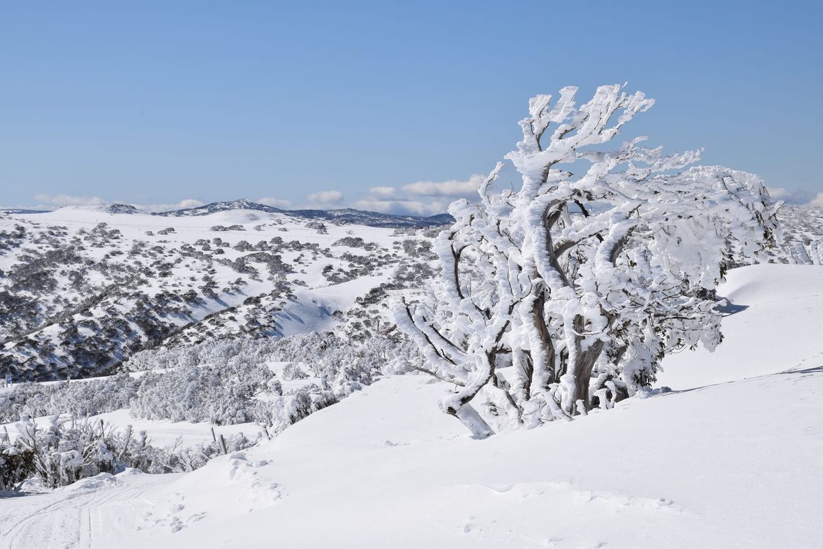 Alpine turns winter wonderland Post feature image