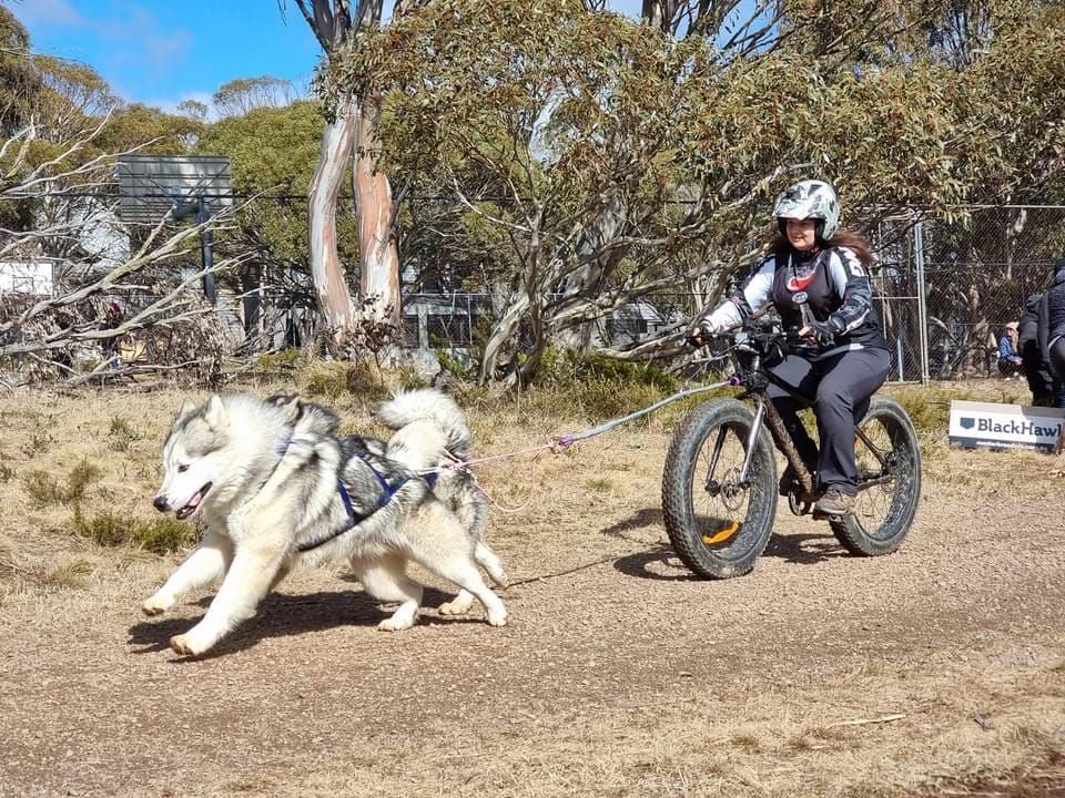 No snow didn't stop sled dogs Post feature image