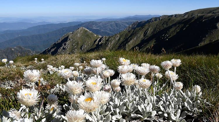 Australian Alpine Ascent Ultra Post feature image