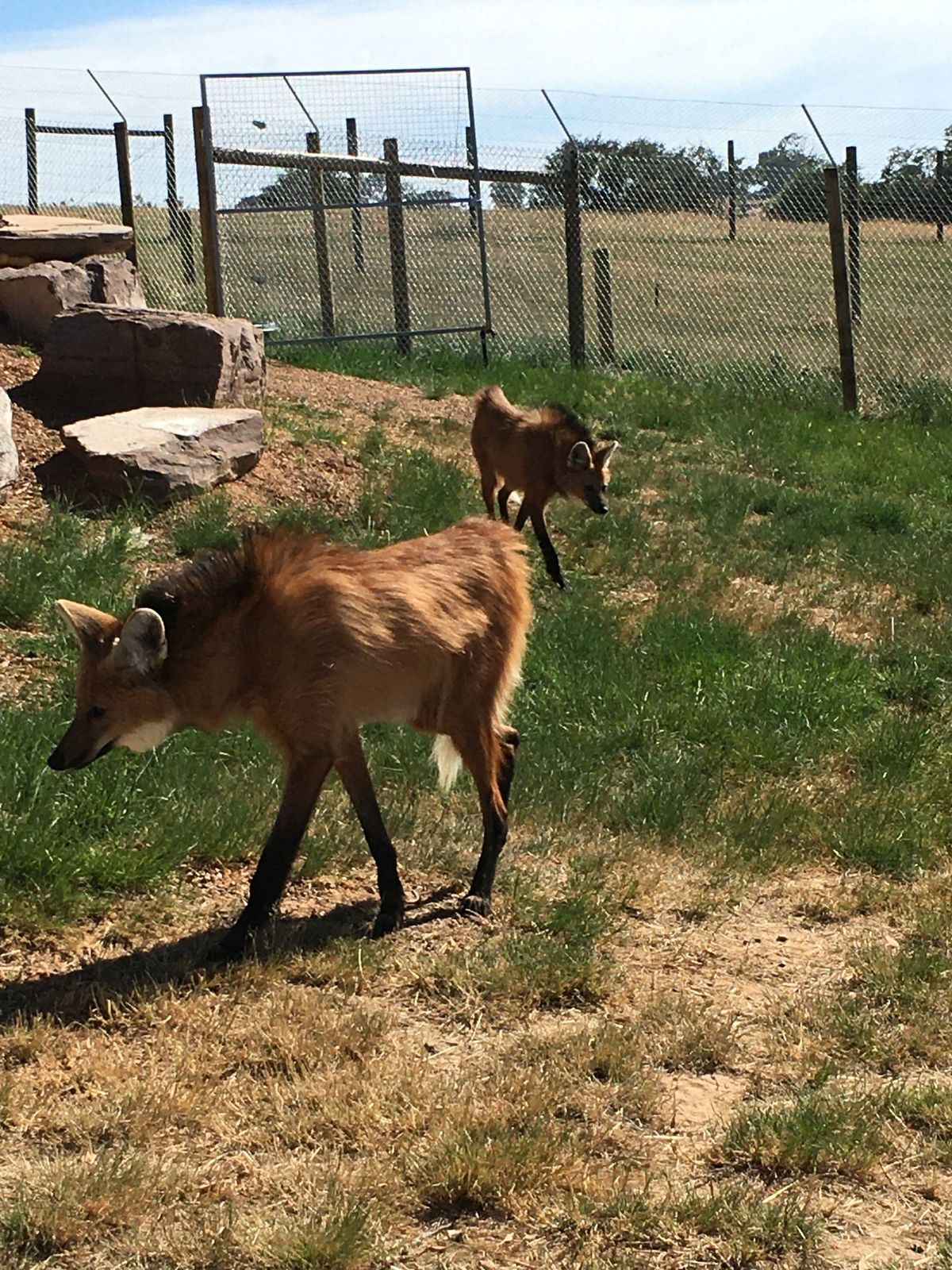 New animals to meet at the Mansfield Zoo Post feature image