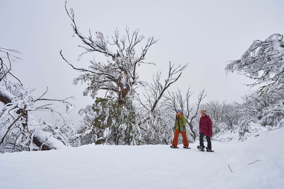 Mt Buller opens but with COVID-19 restrictions in place Post feature image