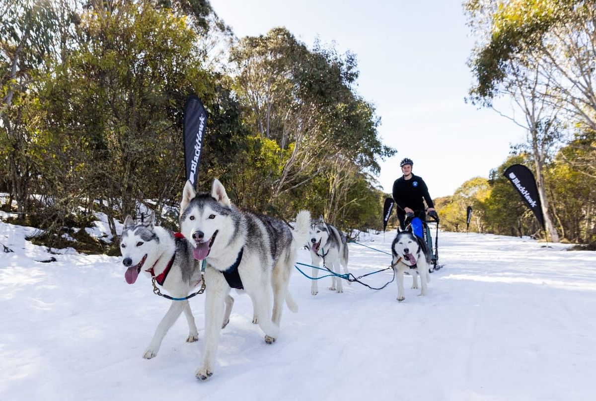 Sled dog racing returns to Dinner Plain Post feature image