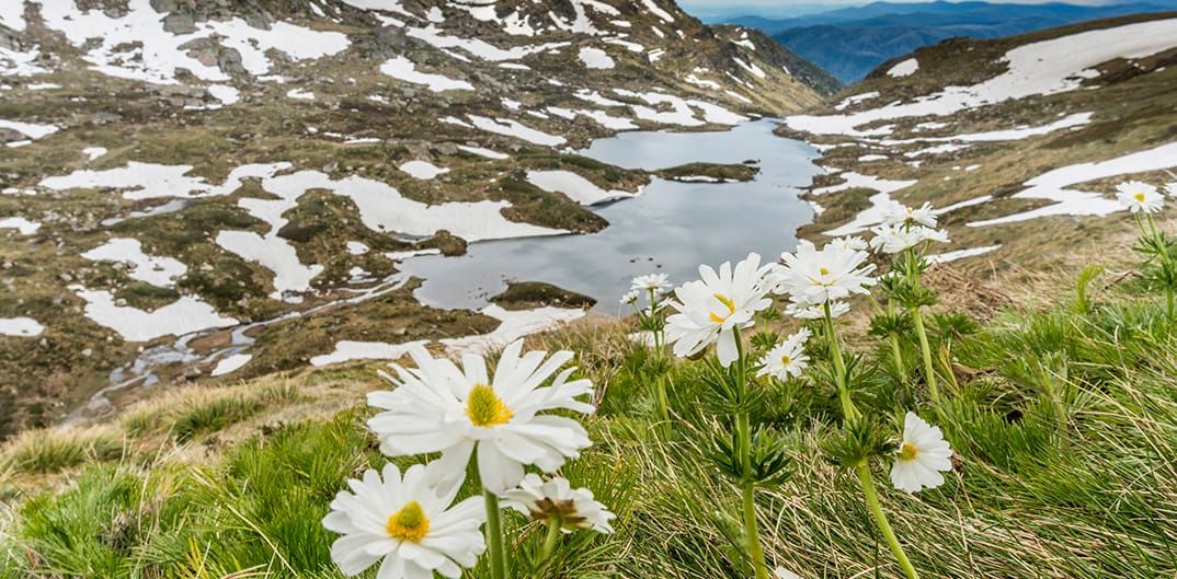 Alpine Wildflowers Post feature image