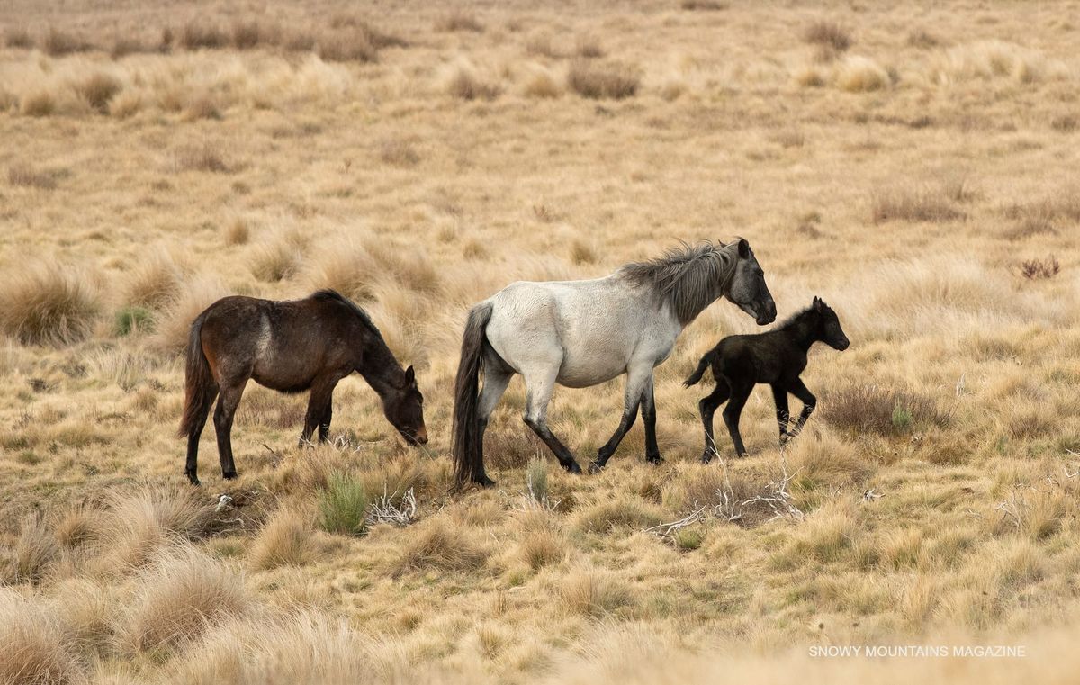 Kosciuszko National Park 2024 wild horse population survey released Post feature image