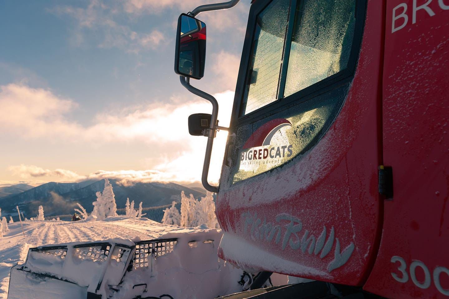 Big Red Cats For Sale Post image