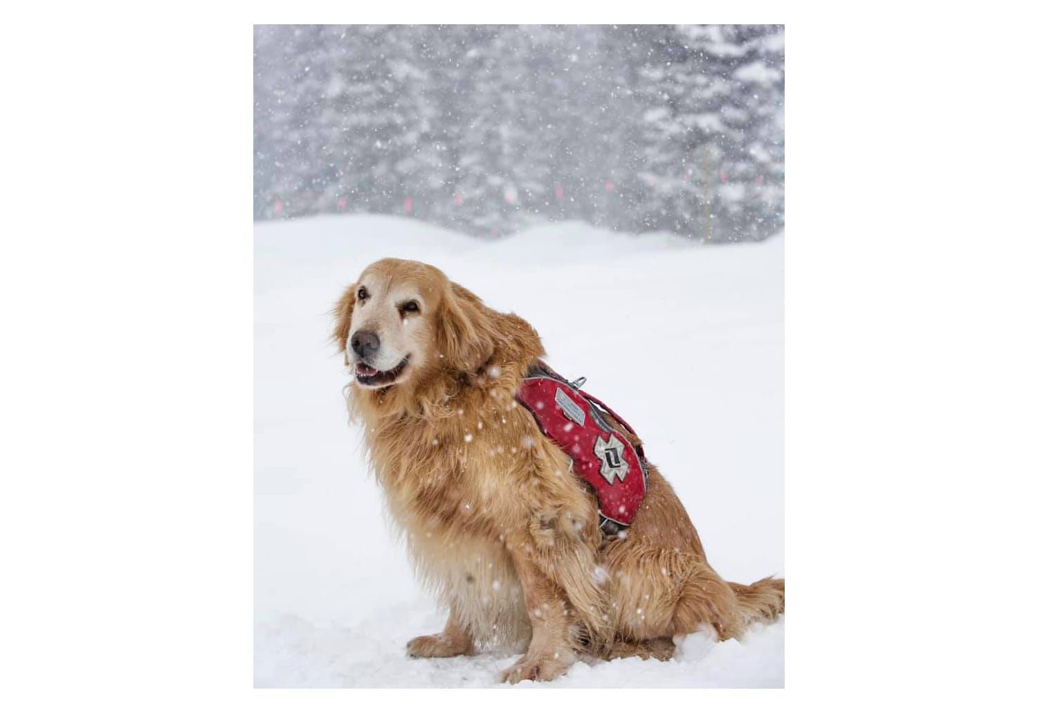 Vail Mountain pioneer dog Henry Post image