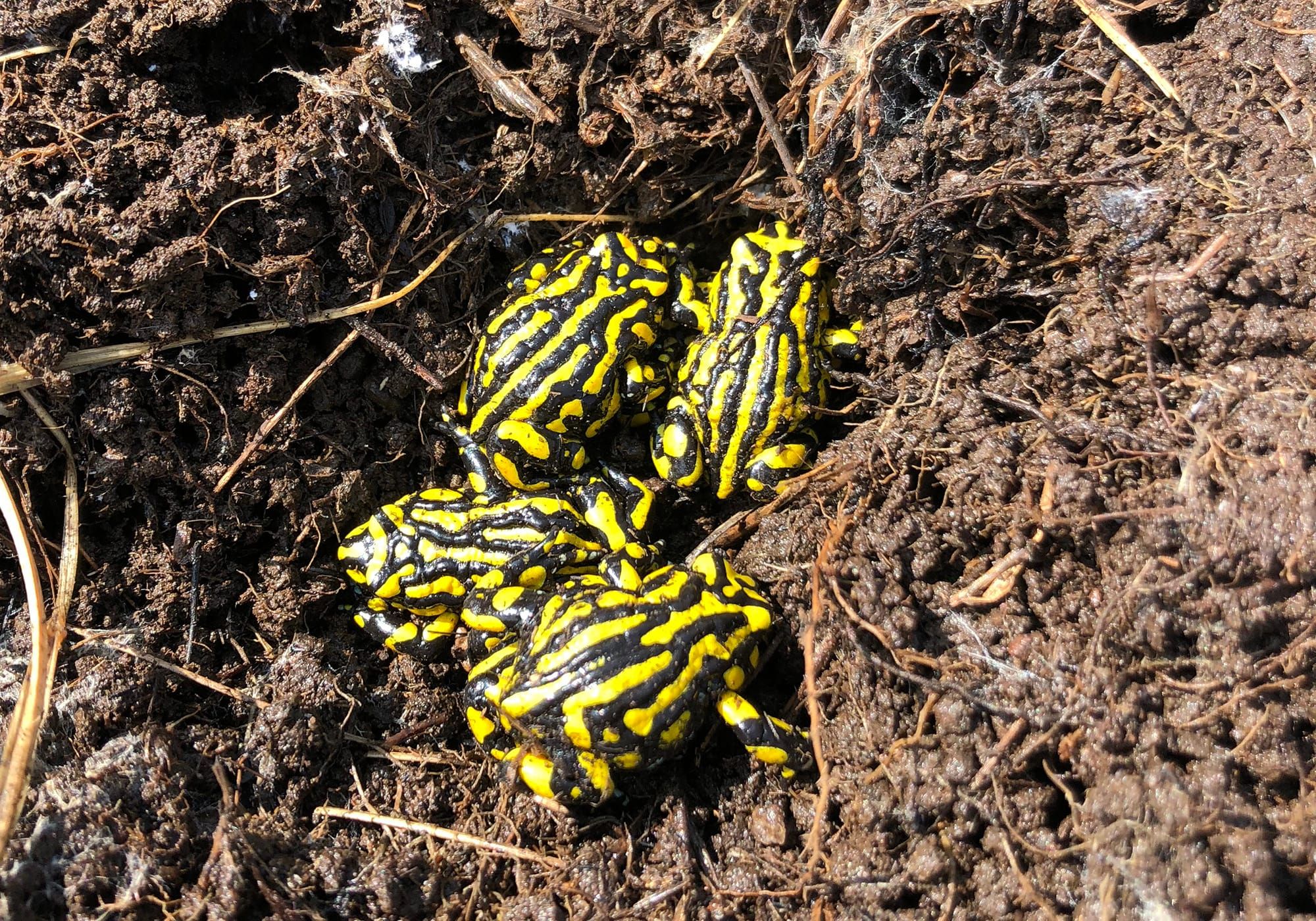 Corroboree Frogs returned to Kosciuszko National Park Post image