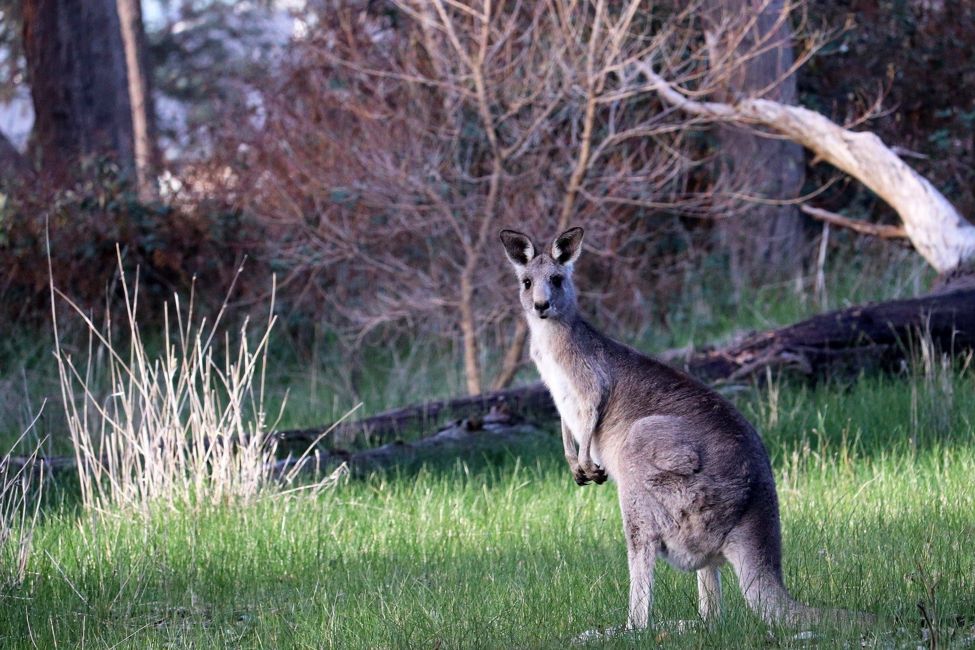 Tips for visiting parks and reserves Post image