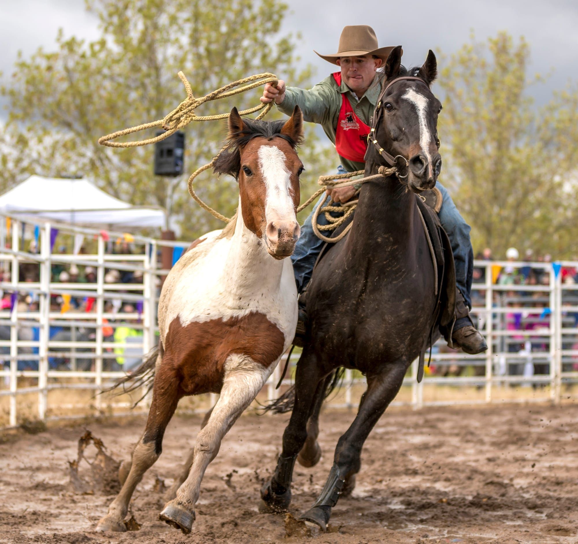 Legendary Showcase of Bush Life Post image